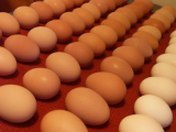 Fresh Chicken Eggs available wholesale 
